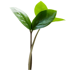 Proven Growth